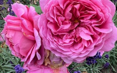 Gardens Trust AGM Report