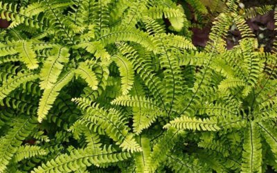 Plant Heritage National Collection of Ferns